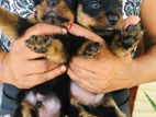 Rottweiler Dog