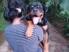 Rottweiler Dog