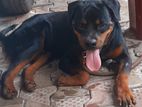 Rottweiler Dog