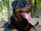 Rottweiler Dog