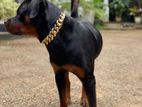Rottweiler Male Dog
