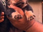 Rottweiler Puppies