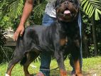 Rottweiler Puppies