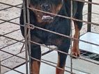Rottweiler Dog