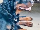 Rottweiler Dog
