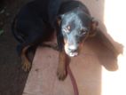 Rottweiler Dog