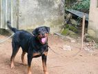 Rottweiler dog