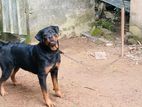 Rottweiler dog