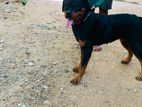 rottweiler dog