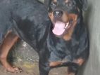 Rottweiler Dog