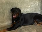Rottweiler Dog