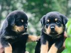 Rottweiler Dog