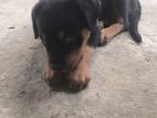 Rottweiler Dog