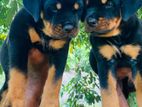 Rottweiler Puppies