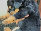 Rottweiler Dog