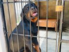 Rottweiler Dog