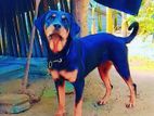 Rottweiler Dog