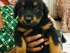 Rottweiler Puppies