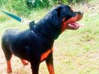 Rottweiler Dog