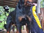 Rottweiler Dog