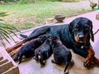 Rottweiler Pupies