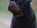 Rottweiler Dog