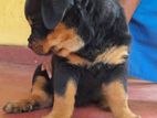 Rottweiler Dog