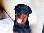 Rottweiler Dog