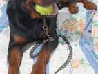 Rottweiler Dog for Kind Home
