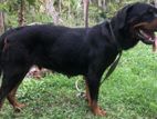 Rottweiler Dog