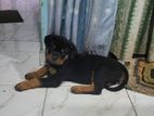 Rottweiler Dog