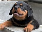 Rottweiler Dog