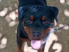 Rottweiler Male Dog