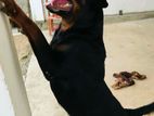 Rottweiler Dog