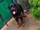 Rottweiler dog
