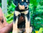 Rottweiler Puppy