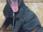 Rottweiler Dog