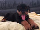 Rottweiler Puppy