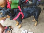 Rottweiler Female Dog