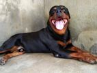 Rottweiler Dog