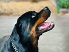 Rottweiler Dog