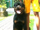Rottweiler Dog for Crossing