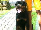 Rottweiler Dog for Crossing