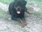 Rottweiler Dog for (stud ) Crossing