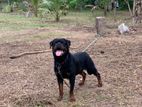 Rottweiler Dog for Stud