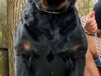 Rottweiler Dog For Stud Service