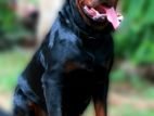 Rottweiler Dog for Stud Service