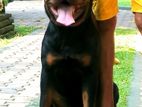 Rottweiler Dog For Stud Service