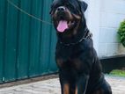 Rottweiler Dog for Stud Service