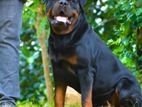 Rottweiler Dog for Crossing